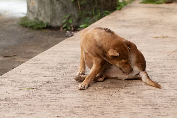 Kahverengi Köpek Etini Tırmalıyor — Stok fotoğraf