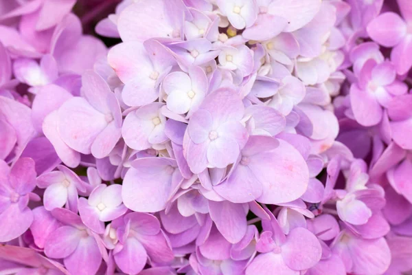 Las Flores Hortensias Florecen Primavera — Foto de Stock
