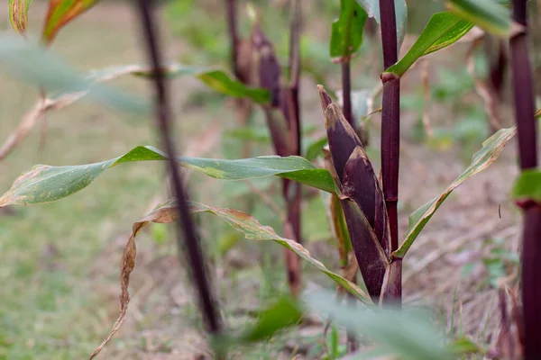 Verse Cob Paarse Maïs Stengel Rauwe Maïs Plant — Stockfoto