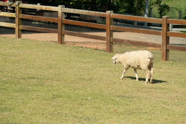 Owce Pasące Się Zboczu Wzgórza — Zdjęcie stockowe
