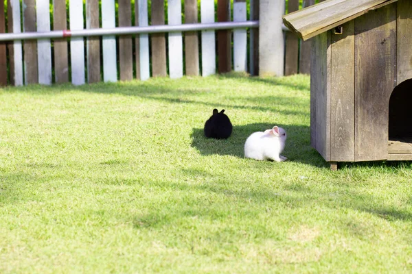 Little Rabbit Green Grass Summer Day Rabbit Barn — Stock Photo, Image