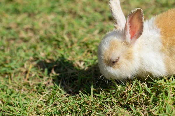 Kleines Kaninchen Auf Grünem Gras Sommertag — Stockfoto