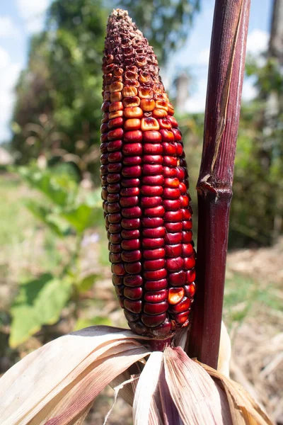 Fresh Cob purple corn on the stalk or raw corn on plant.