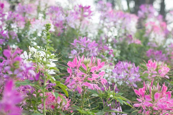 Spinnenblume Cleome Hassleriana Garten Für Hintergrund — Stockfoto