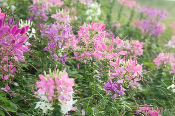 Spinnenblume Cleome Hassleriana Garten Für Hintergrund — Stockfoto