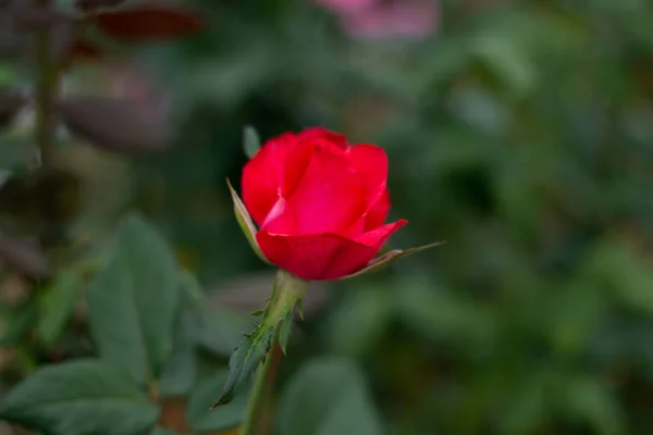 Roses Rouges Sur Buisson Dans Jardin Thaïlande — Photo
