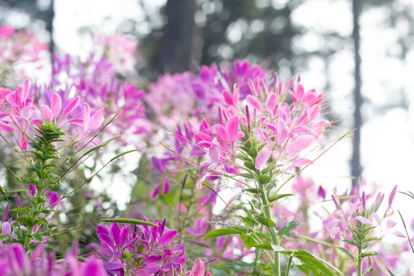 Hassleriana Cleome Stok Foto Hassleriana Cleome Gambar Bebas Royalti Depositphotos