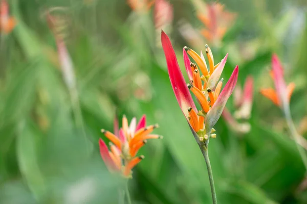 Pássaro Paraíso Flor Flor Jardim Botânico Com Fundo Folhas Verdes — Fotografia de Stock