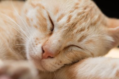 Tatlı Ginger tekir kedisini uyku hareketi olarak kapat.