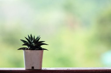 Doğal yeşil arkaplan içerisindeki sulu ya da kaktüs.