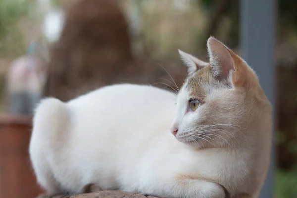 Primer Plano Lindo Gato — Foto de Stock