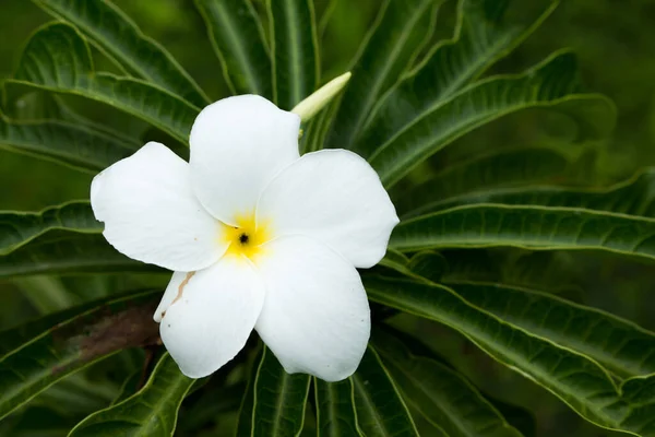 Закрыть Цветки Жасминоида Gardenia — стоковое фото