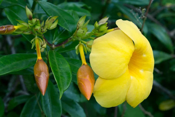 Nahaufnahme Der Blumen Der Gelben Glocke Allamanda Cathartica — Stockfoto