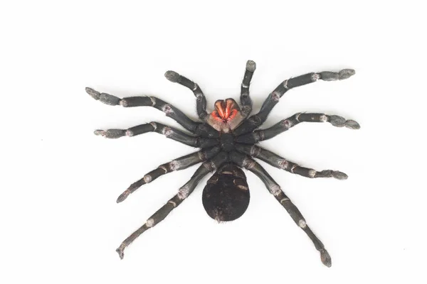 Närbild Chilensk Ros Tarantula Grammostola Rosea — Stockfoto