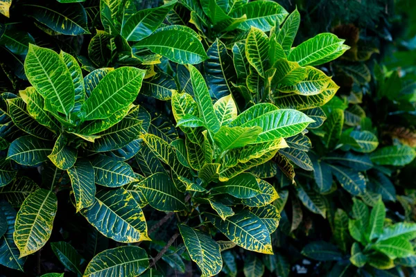 Close Croton Variegated Laurel Yellow Green Color Leaves Plant Garden — Stock Photo, Image