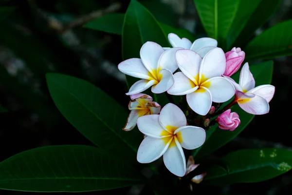 Цветок Франжипани Цветок Плюмерии Растении — стоковое фото