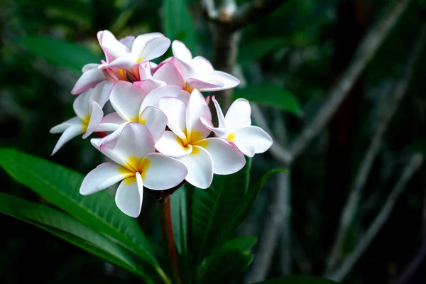 Tropikalny Kwiat Uzdrowiska Frangipani Kwiat Plumerii Roślinach — Zdjęcie stockowe