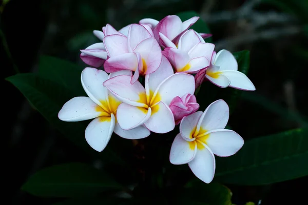 Frangipani Tropical Spa Flower Plumeria Květina Rostlině — Stock fotografie