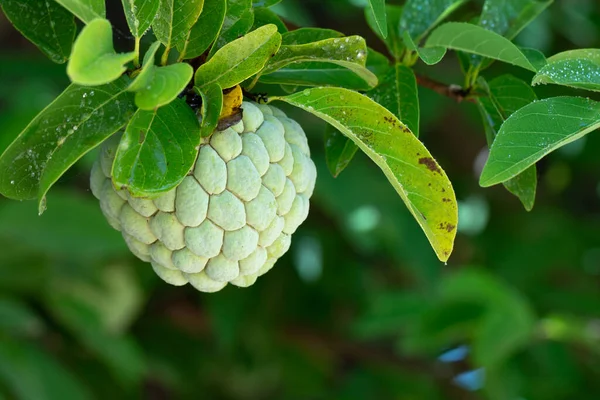 Manzana Azúcar Manzana Natillas Árbol — Foto de Stock