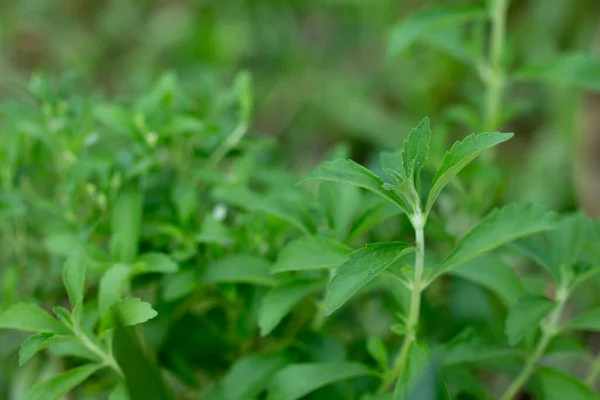 Doğal Organik Şeker Stevia Yerine Geçer — Stok fotoğraf