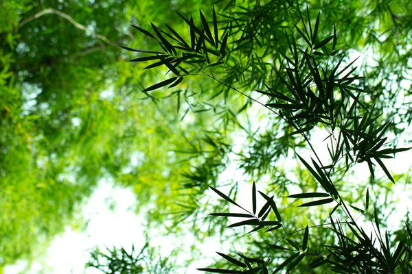 Natural bamboo leaves in bamboo forest from below views design for green background.