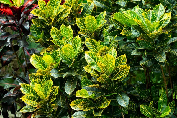 Detailní Záběr Croton Nebo Pestrá Laurel Žlutá Zelená Barva Listí — Stock fotografie