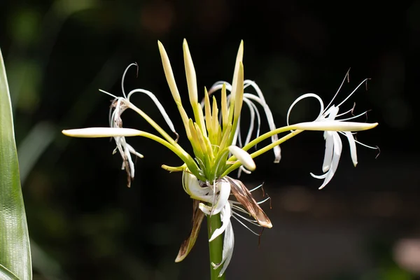 Κοντινό Πλάνο Του Κρίνου Crinum Του Λουλουδιού Cape Lily Στον — Φωτογραφία Αρχείου