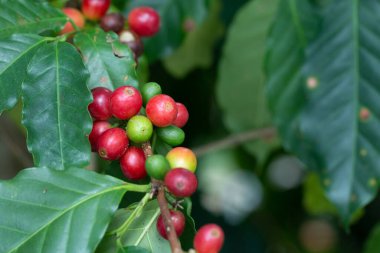 Arabica Ağaçta olgunlaşan kahve meyvesi.