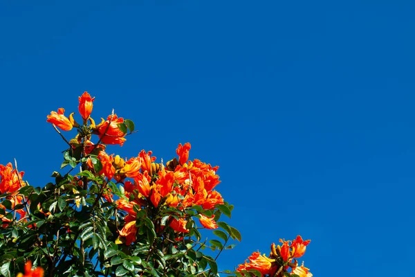 Árbol Tulipán Africano Llama Del Bosque — Foto de Stock