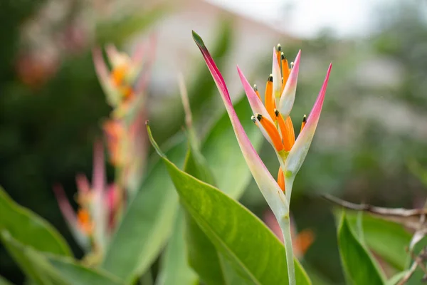 Птах Раю Квітка Розквітає Ботанічному Саду Зеленим Листям Фону — стокове фото