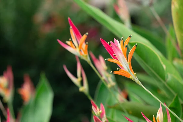 Paradijsvogel Bloesem Botanische Tuin Met Groene Bladeren Achtergrond — Stockfoto