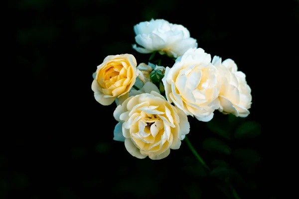 Ramo Rosas Amarelas Alaranjadas Doces Jardim — Fotografia de Stock