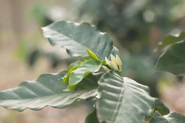 Pohon Kopi Mekar — Stok Foto