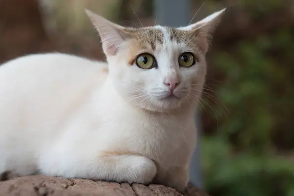 Gros Plan Chat Mignon — Photo