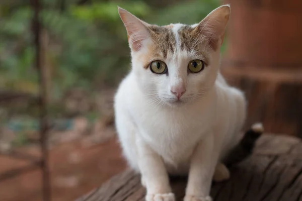 Dekat Dengan Kucing Lucu — Stok Foto