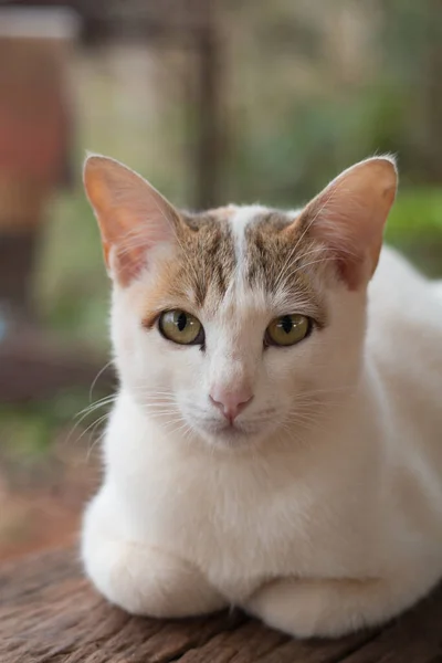 Primer Plano Lindo Gato —  Fotos de Stock