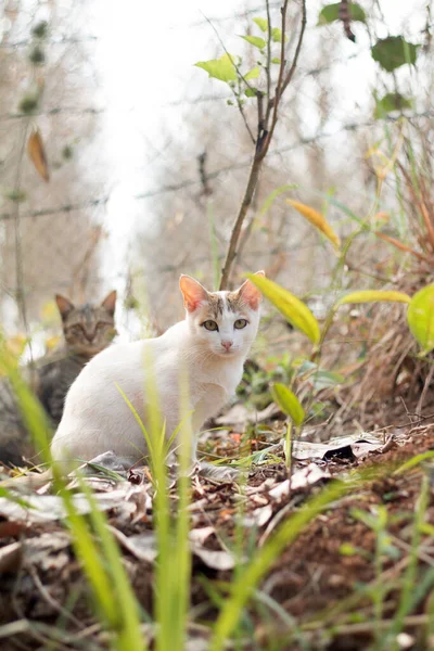 Sluiten Van Schattige Kat — Stockfoto