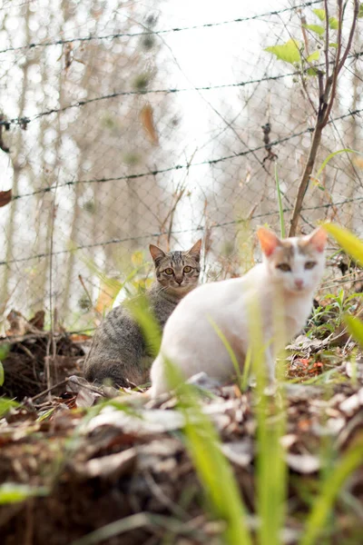 Close Gato Bonito — Fotografia de Stock