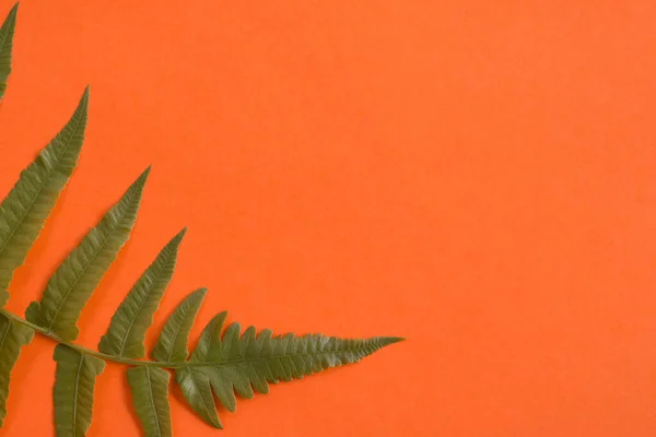 Зеленые Тропические Листья Рамка Винтажным Цветом Фона — стоковое фото