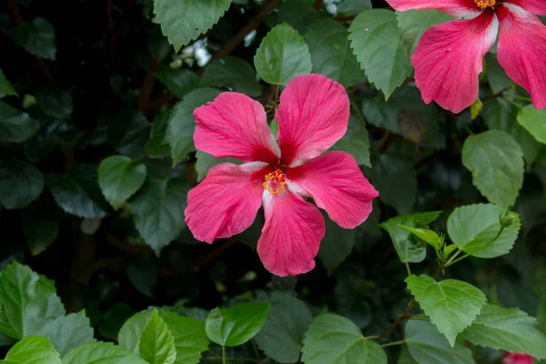 Primer Plano Hibiscus Rosa Sinensis Rojo — Foto de Stock