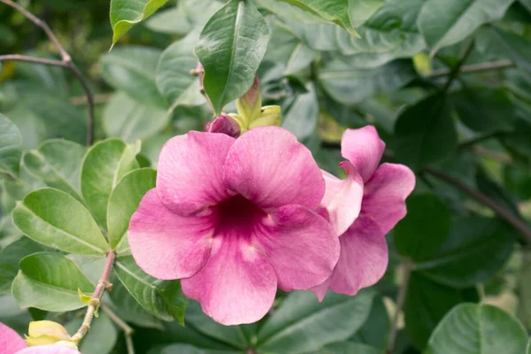 Flor Allamanda Roxa Allamanda Blanchetii Com Folhas Verdes — Fotografia de Stock