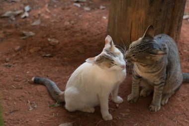 Şirin Kediyi Kapat.