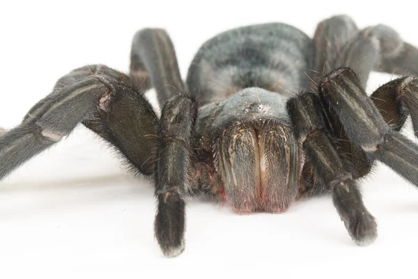 Şili Gülü Tarantula Grammostola Rosea Yakın Çekim — Stok fotoğraf