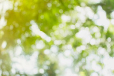 Doğal yeşil arkaplan için soyut bulanıklaştırılmış.