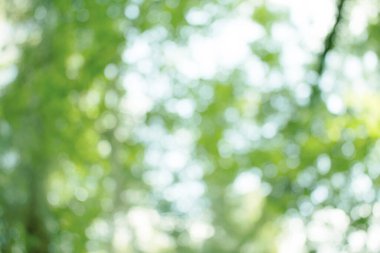 Doğal yeşil arkaplan için soyut bulanıklaştırılmış.