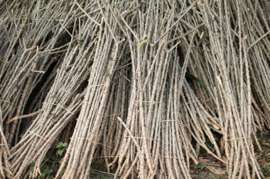 Çiftlik için Cassava sandıkları.