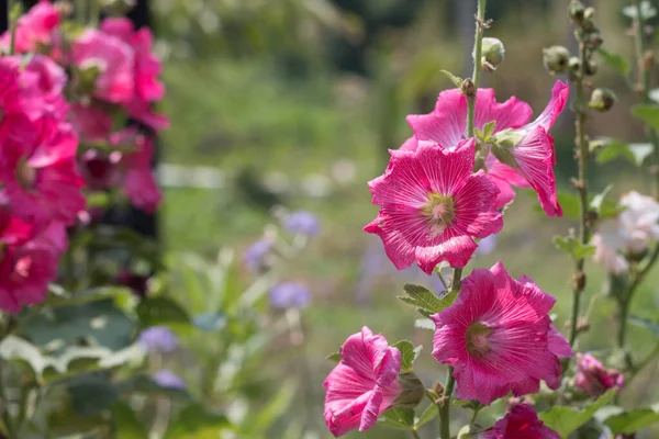 Hollyhocks Kvetoucí Zahradě — Stock fotografie