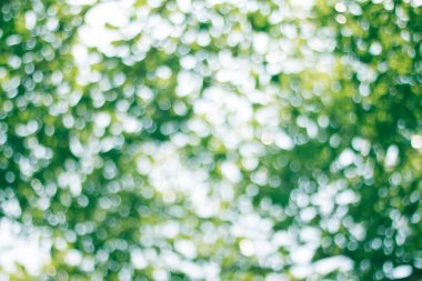 Doğal yeşil arkaplan için soyut bulanıklaştırılmış.