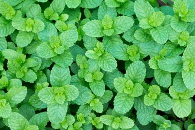 Bahçedeki taze nane yapraklarının üst manzarası