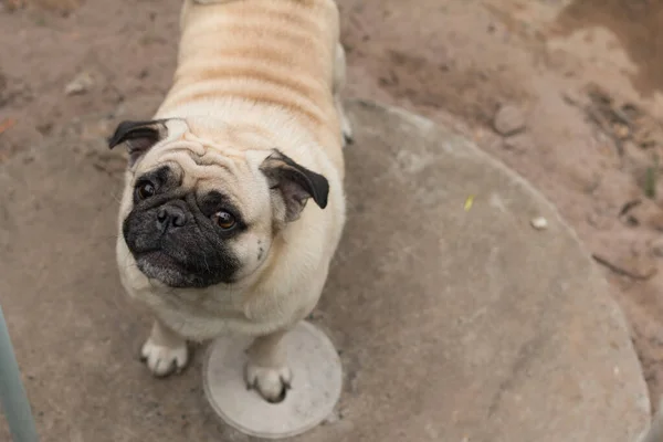 Şirin Köpek Puglarını Kapatın — Stok fotoğraf